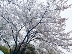 -堤角公园