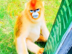 -西安秦岭野生动物园