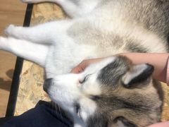 -Husky Go! 哈士奇体验馆·宠物咖啡厅狗咖