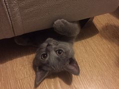 -爱宠屋pet shop·宠物洗澡·宠物美容