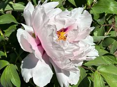 -黑龙江省森林植物园