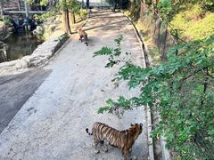 -大连森林动物园