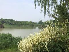 -白鹭湾湿地公园