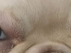 -顺强宠物诊所·狂犬免疫·夜诊·骨科(嘉定店)