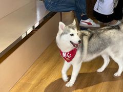 -Husky Go! 哈士奇体验馆·宠物咖啡厅狗咖