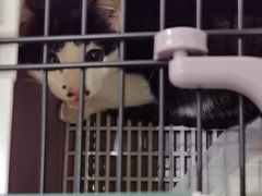 -派特宠物医院(圆融广场店)