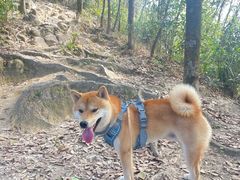 -梧桐山风景名胜区