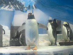 -海合安成都极地海洋公园
