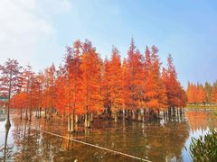 -白鹭湾湿地公园