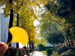 -三圣花乡旅游区