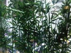 -金太粽(上海弄堂第一粽店)