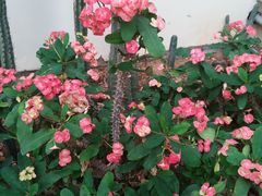 -石家庄市植物园