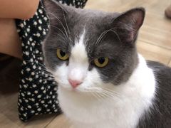 -安格丽娜·狗咖·猫咖羊驼咖(春熙路百盛商场店)