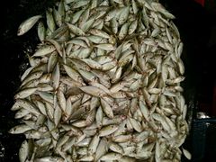 android_upload_pic-尼甘布海鲜市场