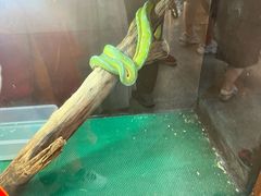 -上海大自然野生昆虫馆(东方明珠·爬宠昆虫探索中心)
