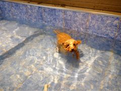 -Oh My Dog宠物沙龙(伊珊娜皮毛护理店)