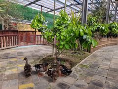 -呀路古热带植物园