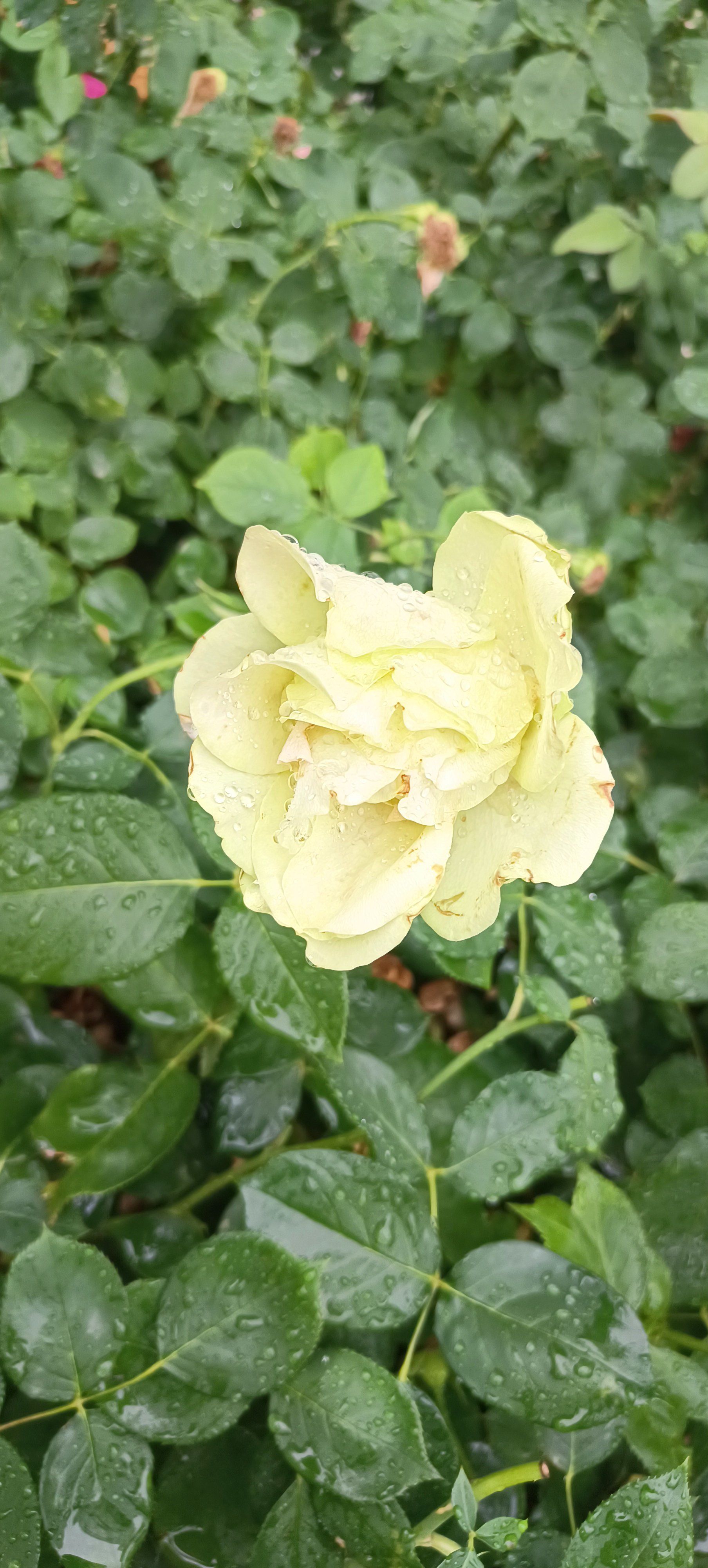 0元玩转这座城 之前看一个文说绿色的花很少见,今天见了一朵绿色