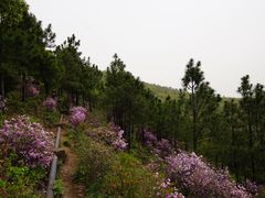 -雨花胜境