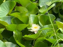 -长白岛森林公园