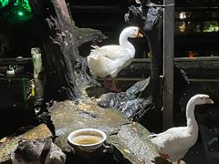 -优之名鹅城
