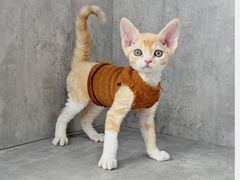 -小猫来了·猫舍(红山六九七九店)