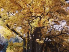 -红螺寺