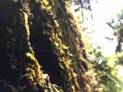 -七仙岭温泉国家森林公园
