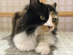 -小时光咖啡馆(开森度假森林店)