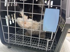 -爱贝特动物医院·猫口炎专科