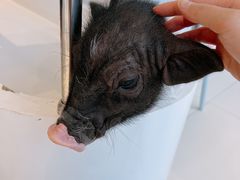 -怪兽屋·羊驼·猫咖·狗咖(俊华广场店)