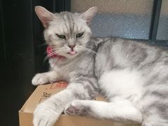 -猫色咖啡·猫咖