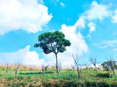 -马峦山郊野公园