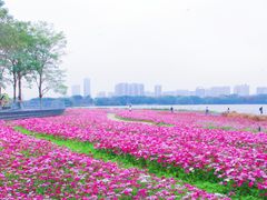 -海珠湖公园