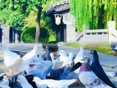 -台儿庄古城