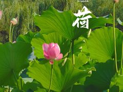 -莲湖公园