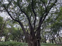 -王借岗森林公园