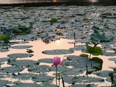 -新江湾城公园
