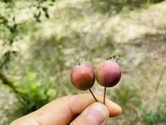-金塔沙漠胡杨林景区