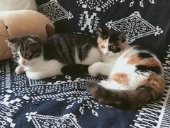 -平行世界·猫咖(首经贸店)