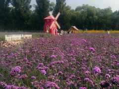 android_upload_pic-北京东方普罗旺斯薰衣草庄园