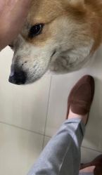 -ChenV西服礼服高级定制(市区养育巷店)