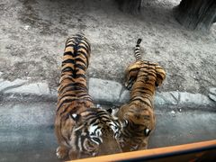 -北京野生动物园