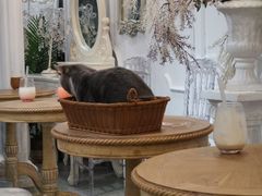 -共舞时光猫咖·狗咖(新街口店)