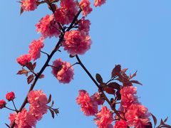 -高东镇樱花园