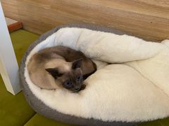 -滚猫咖啡·猫咖·猫友好撸猫(未来城店)