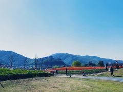 -径山花海