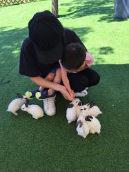 -萌宠亲子动物乐园(槐房万达店)