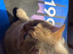 -老吴的猫·猫舍(新区店)