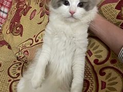 -喵zoo家庭繁育猫舍(尖东智能花园店)